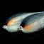 images/fluebindere/alois_trubner/nais.jpg