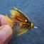 images/fluebindere/geert_werbrouck/1000045345.jpg
